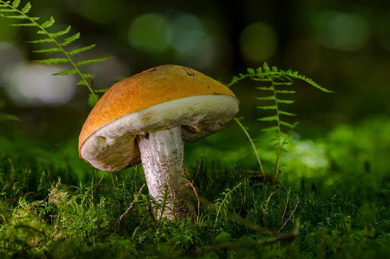 Forest Delicacies