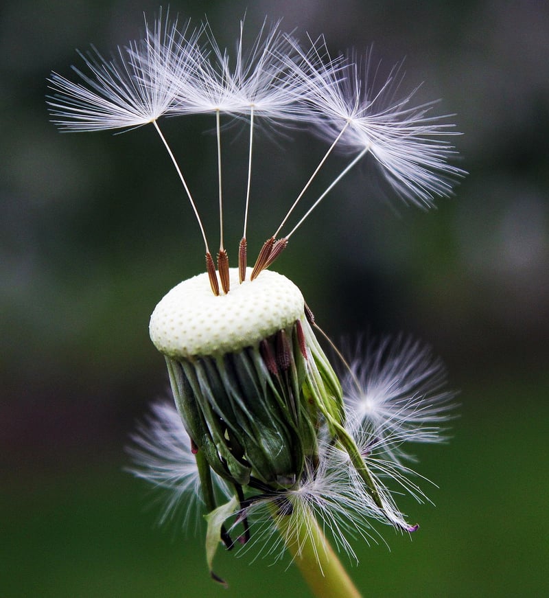 Dandelion in the wind